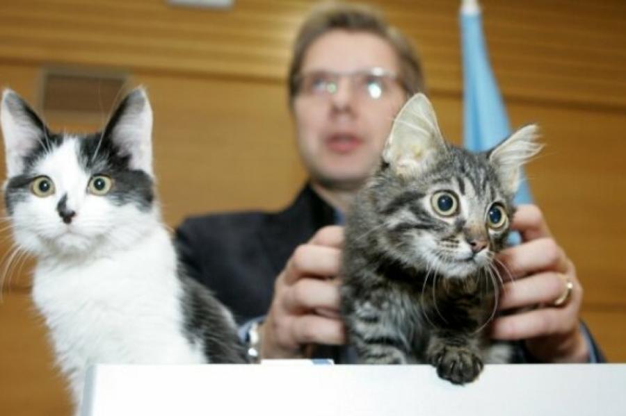 Ušakovs atklāj, kāpēc miris viens no kādreizējiem Rīgas domes kaķiem (+FOTO)