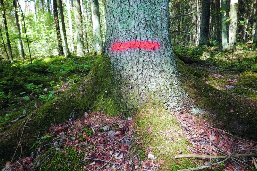 Svarīga informācija, ja dodaties atpūtā uz mežu ar automašīnu