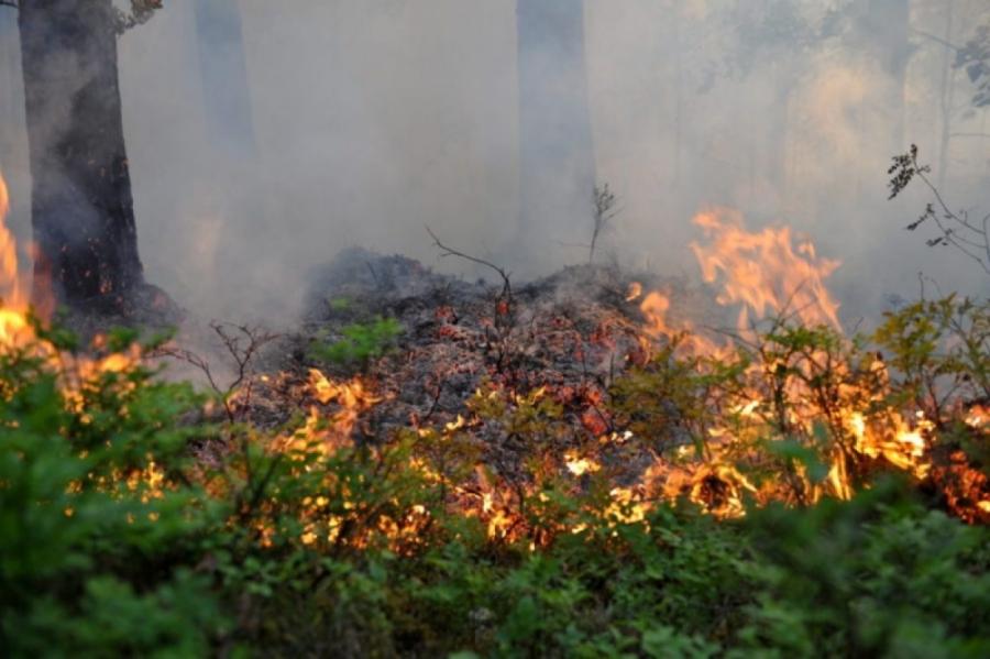 Mazinājies ugunsgrēku skaits Latvijas mežos