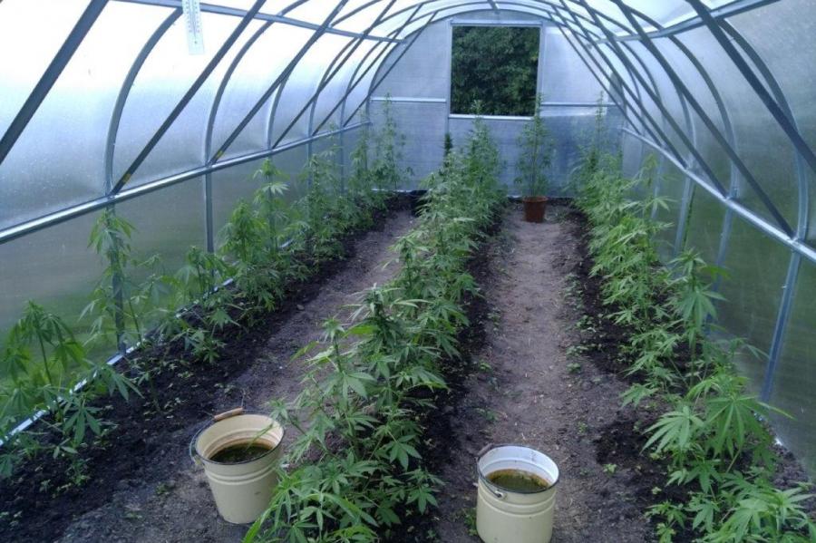 Daugavpils centrā uziet marihuānas audzētavu