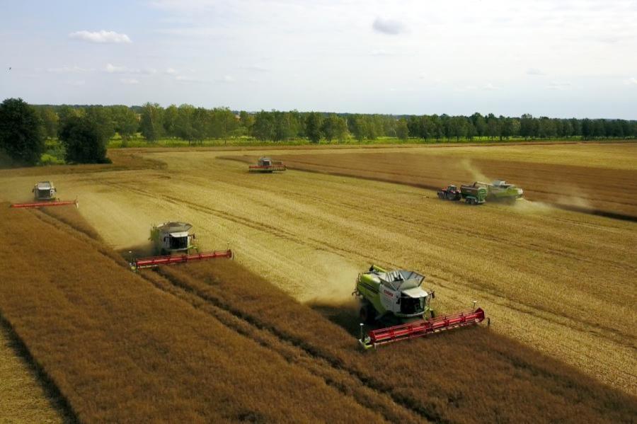 Latvijā jau sāk novākt labības ražu