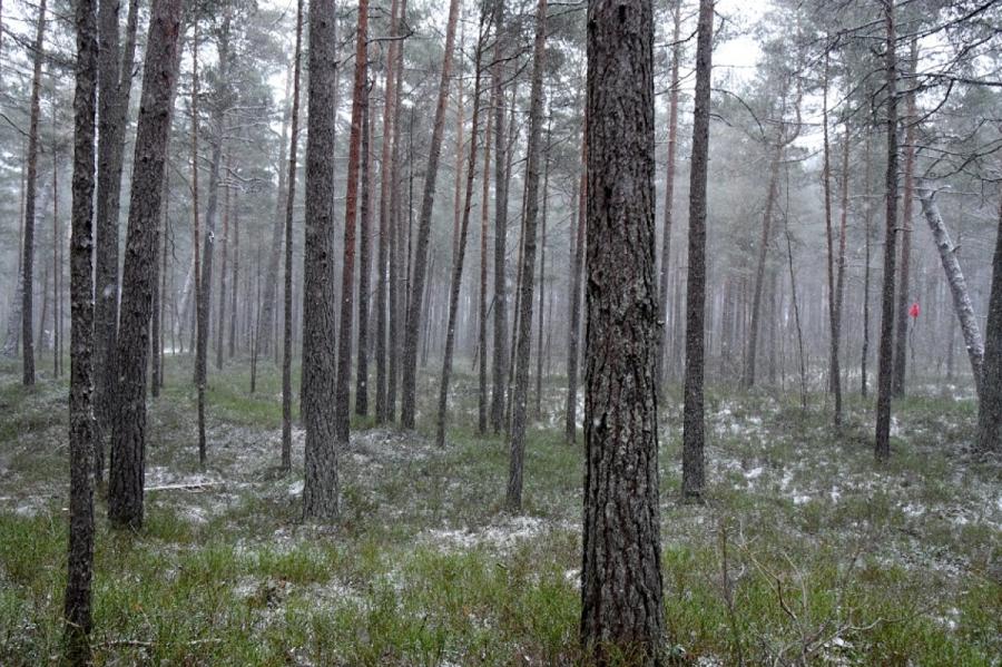 Rīgas meži: Neviens Covid-19 scenārijs nav labvēlīgs meža nozarei