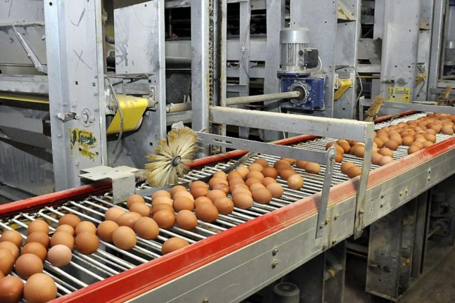 Ak, šīs ukraiņu olas! PVD atkal konstatē salmonellas olu produktā