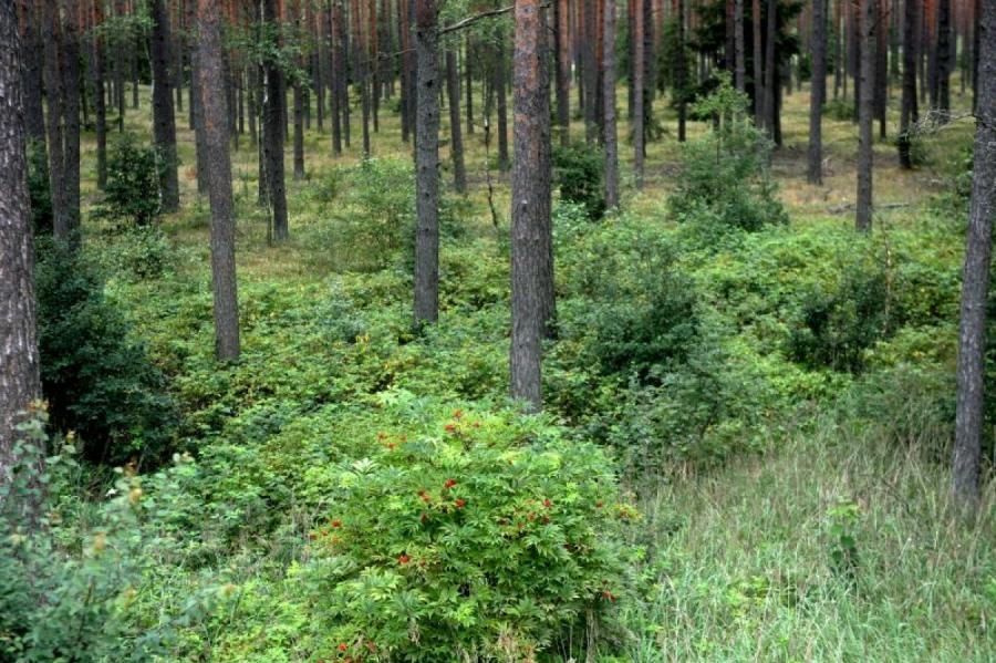 Privātajos mežos būtiski auguši jaunaudžu kopšanas apmēri