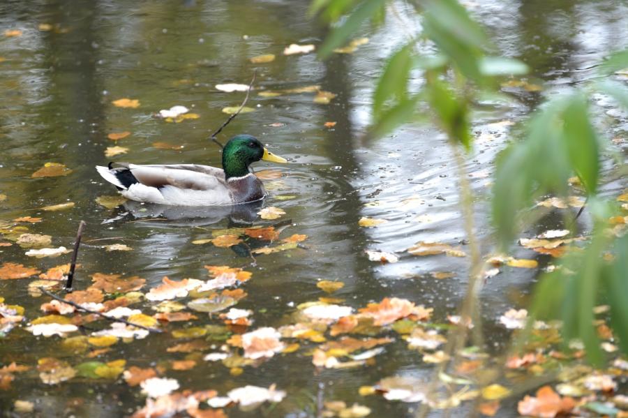 Novembra pirmā dekāde bijusi 4,5 grādus siltāka par normu