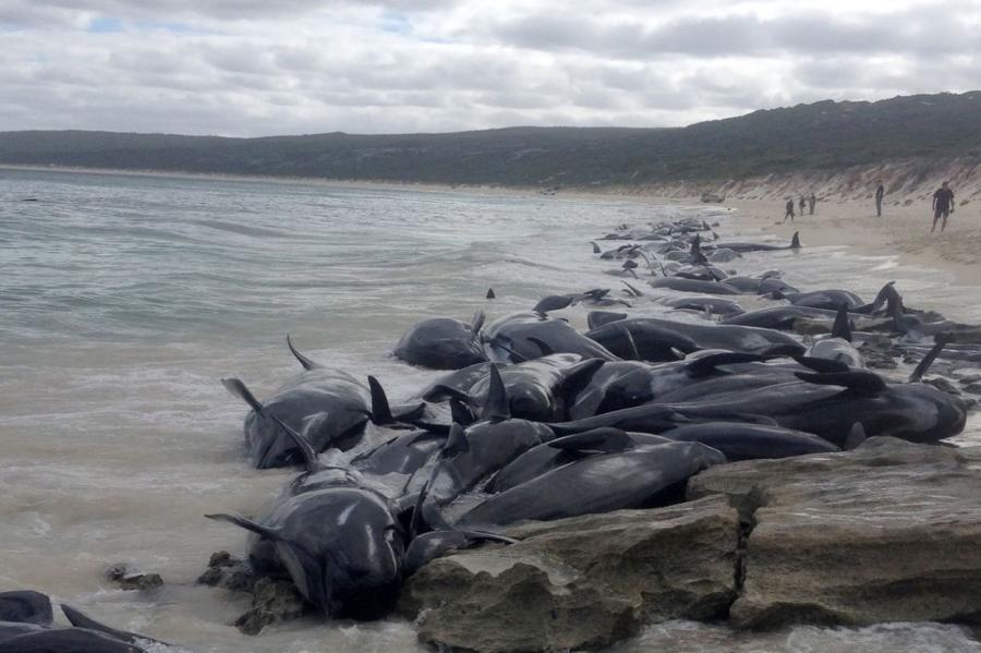 Jaunzēlandē krastā metušās 100 grindas un delfīni, iemesls - joprojām noslēpums