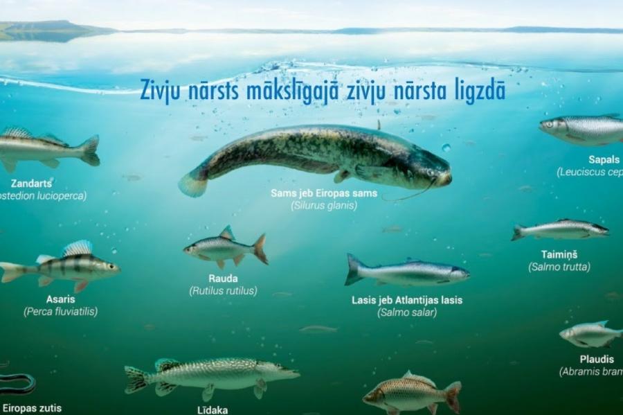 VIDEO. Interneta tiešraidē iespējams vērot zivju nārsta ligzdu Daugavā