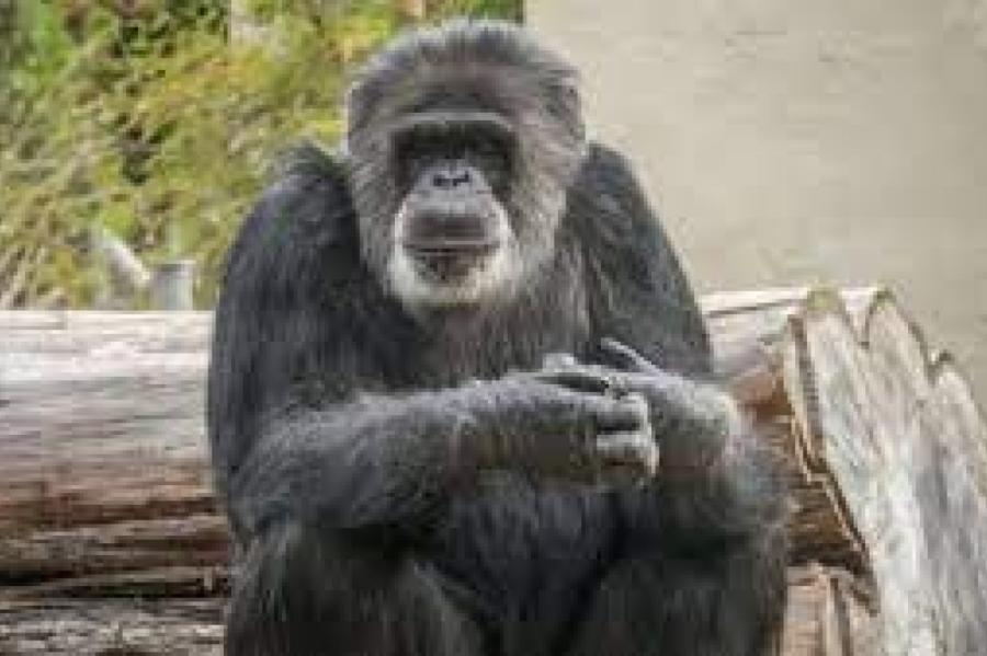 Miris vecākais šimpanzes tēviņš ASV. Cik gadu viņam bija?