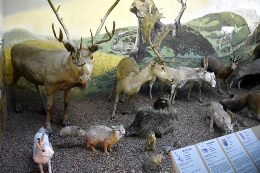 Nacionālais dabas muzejs atsācis darbu ierastajā darba laikā