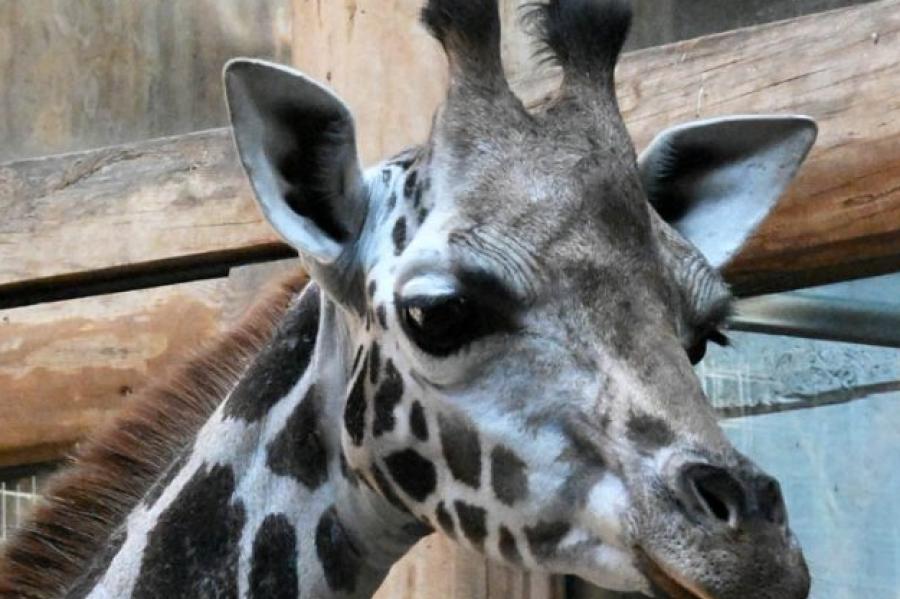 Zooloģiskajā dārzā no Austrijas sagaidīta žirafe Vakilija (+VIDEO)