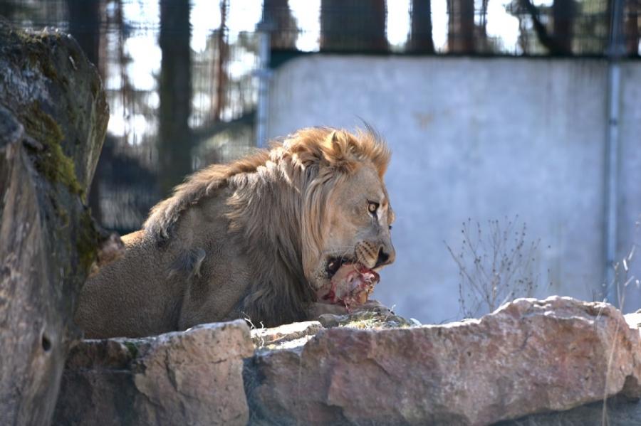 Rīgas zoodārzā dzimušos lauvēnus sauks Varis un Teika