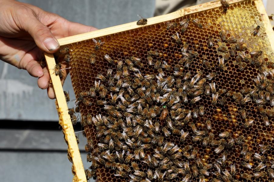 Medus raža šogad no vienas bišu saimes palielinājusies par vidēji 15 kilogramiem