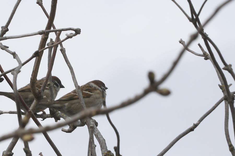 Pētījums: putnu dziesmas kļūst klusākas un zaudē daudzveidību