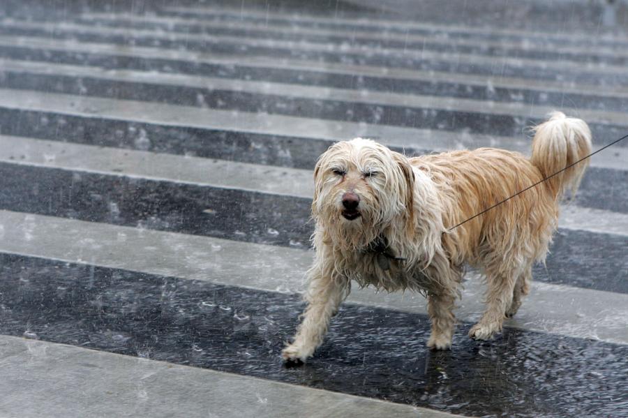 Rīgā suņu īpašniekiem būs pienākums samaksāt par klaiņojošā dzīvnieka notveršanu