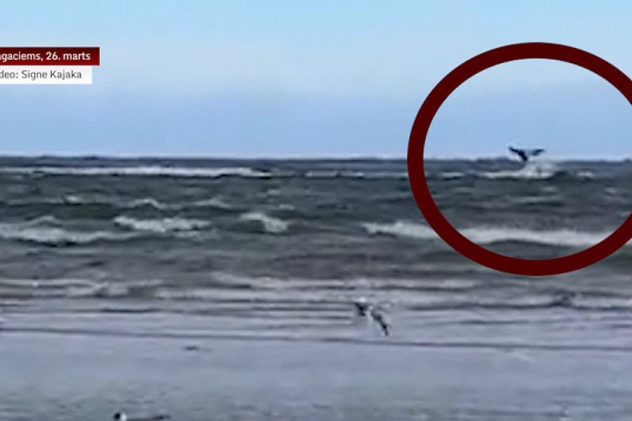 VIDEO. Rīgas jūras līcī pie Ragaciema, esot manīts valis; meklē aculieciniekus