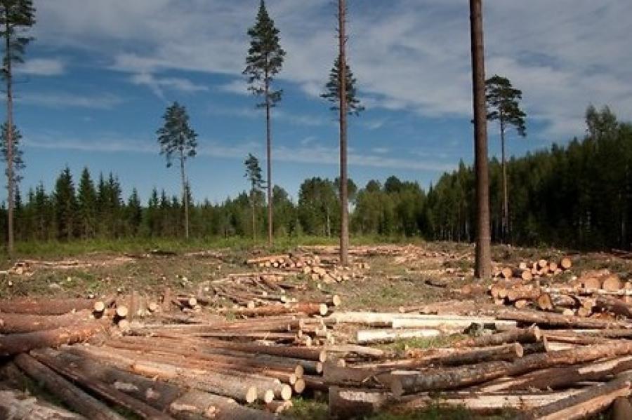 Meži tiek pārdoti trīs reizes lētāk par tirgus vidējo cenu