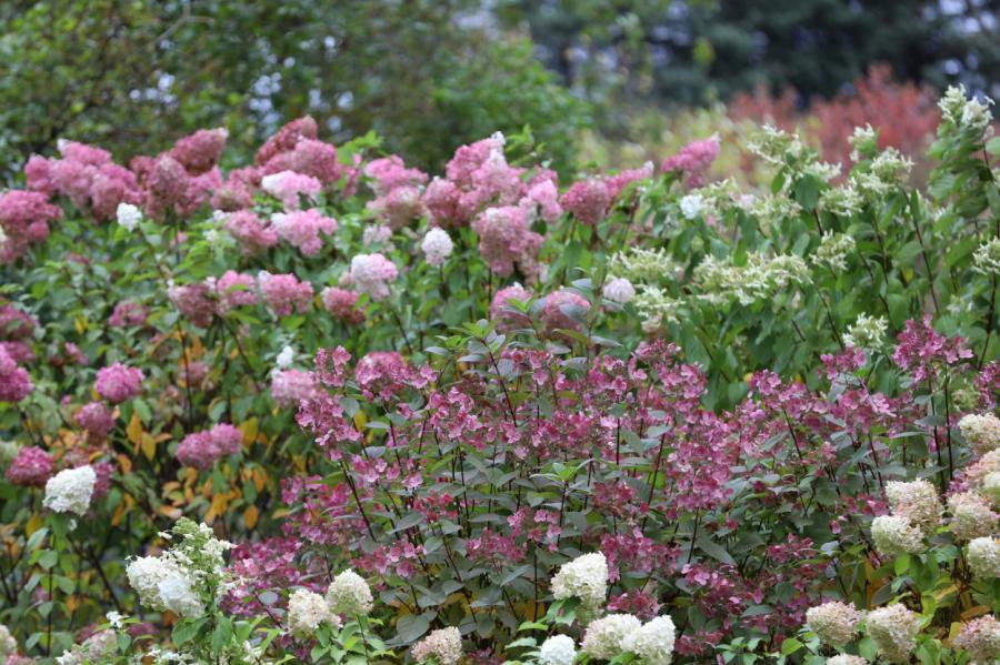 Ķemeru parkā bagātīgi zied aptuveni 600 skarainās hortenzijas