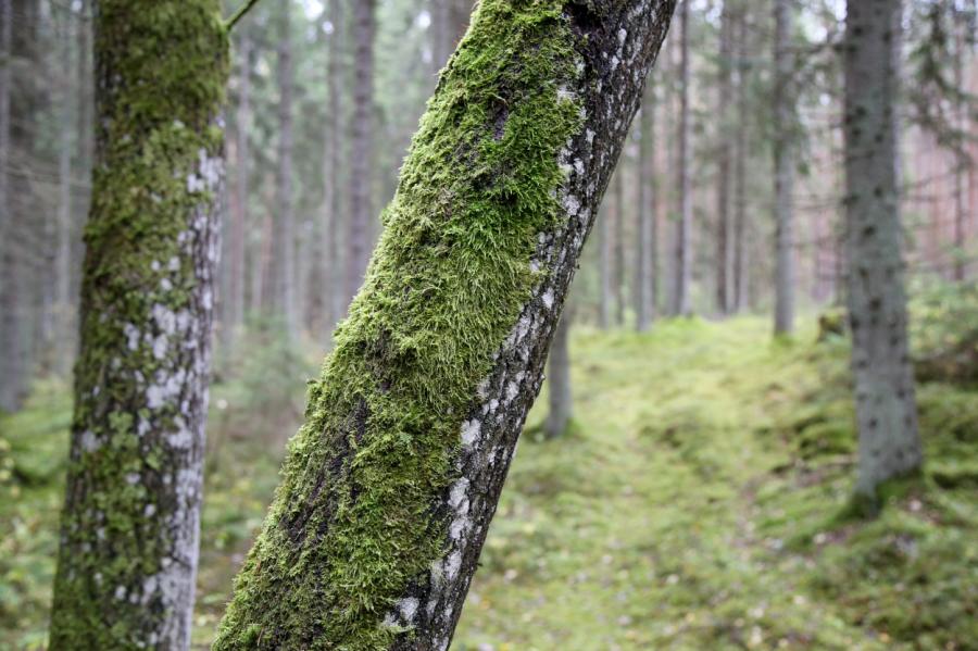 Trešdien līs maz, vairāk nokrišņu būs vakarā. Cik silts būs?