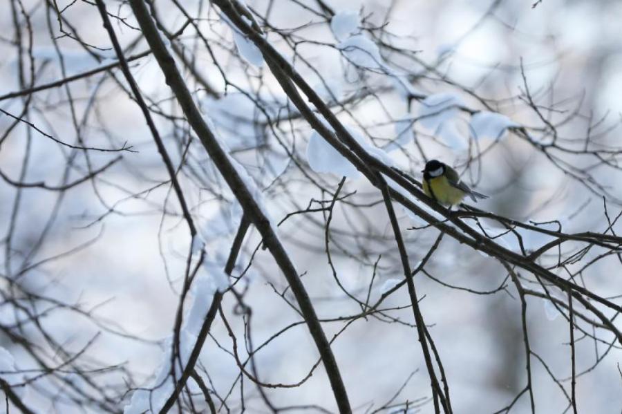 Jaunākās prognozes: nākamnedēļ var sākties meteoroloģiskā ziema