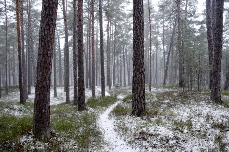Pirmdien Latvijā gaidāms neliels sniegs