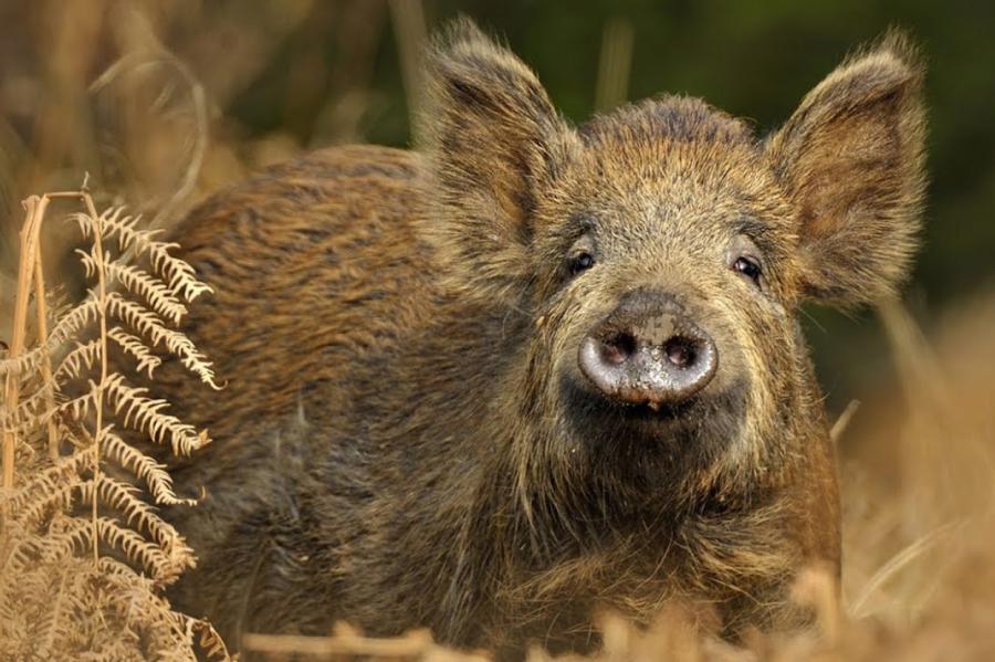 Mēris turpinās! Pagājušajā nedēļā tas konstatēts 41 mežacūkai