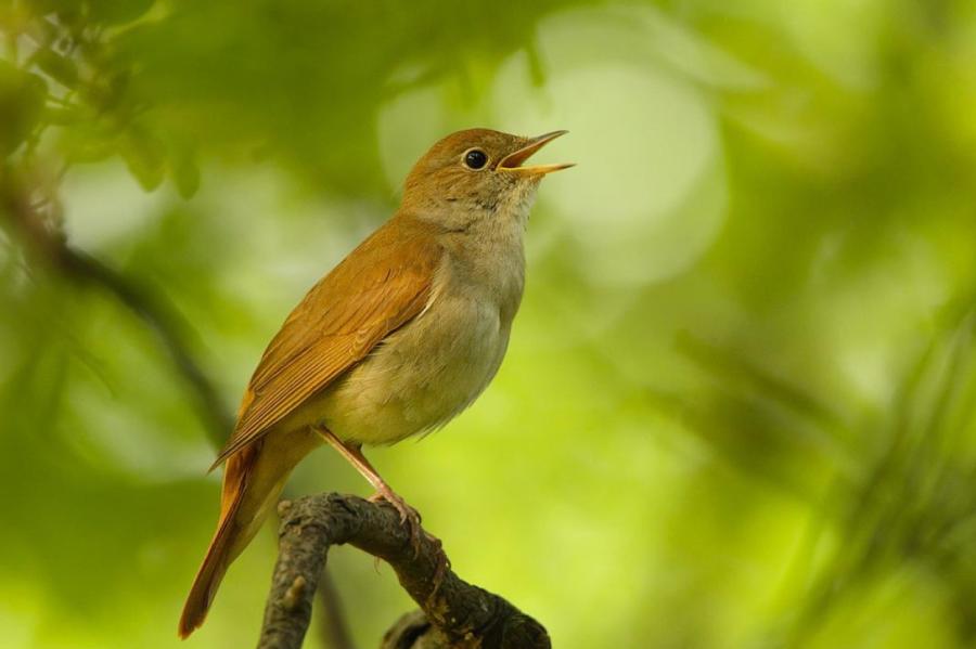 Vairāk nekā 300 putnu balsu audioierakstu piecminūtēs atpazīti 3306 putni