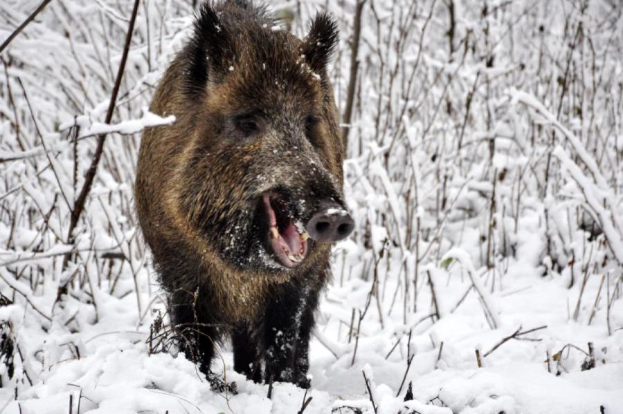 Āfrikas cūku mēris pagājušajā nedēļā Latvijā konstatēts 42 mežacūkām