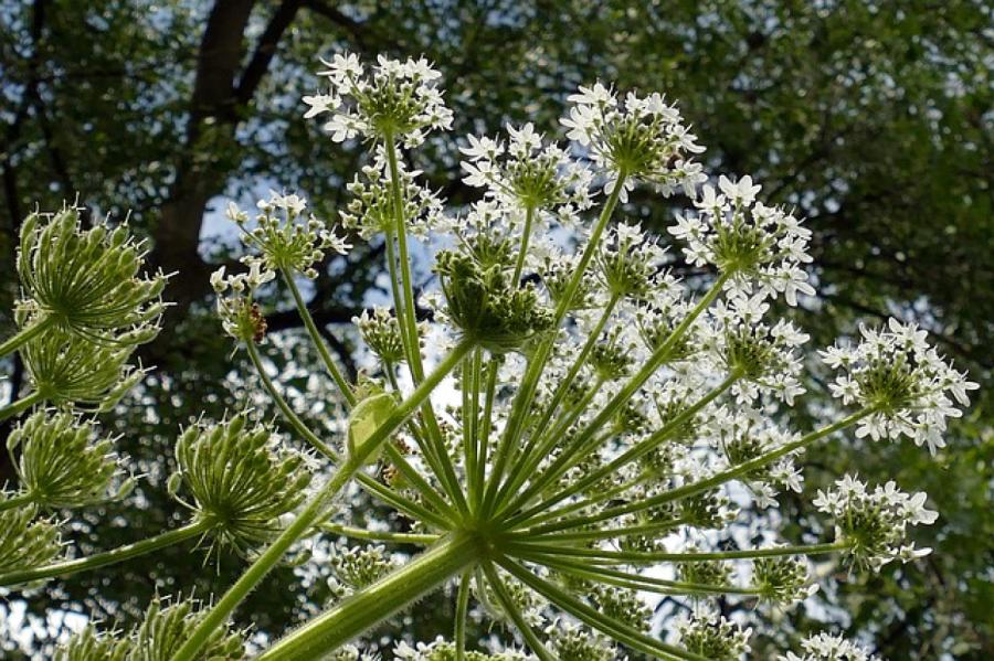 Par latvāņu izplatības neierobežošanu piedzīs 7000 eiro