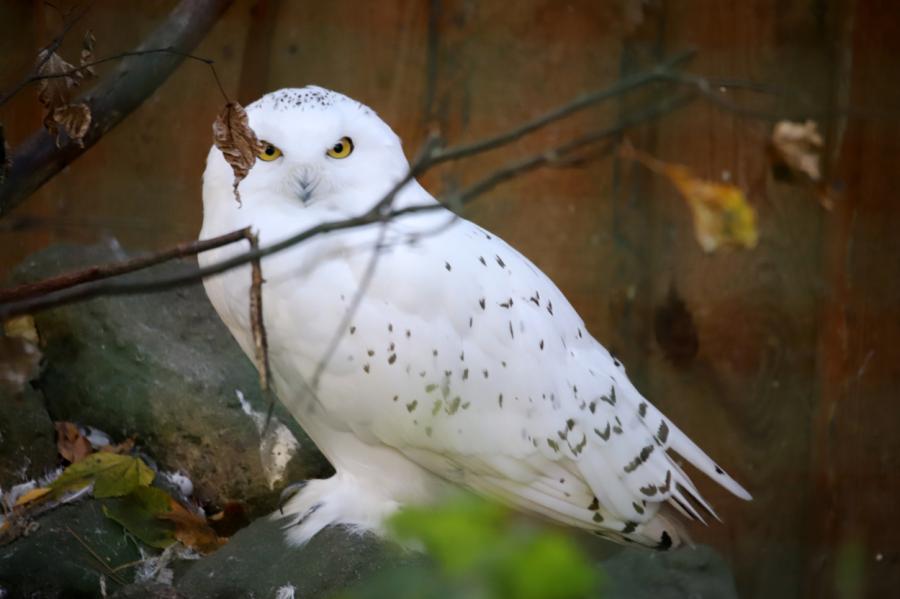 Nedēļa Latvijā sāksies ar ilgstošu lietu un sniegu, februāra sākumā kļūs vēsāks