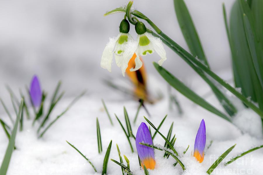 VS.lv Meteoroloģiskais pavasaris, iespējams, iestāsies jau februārī