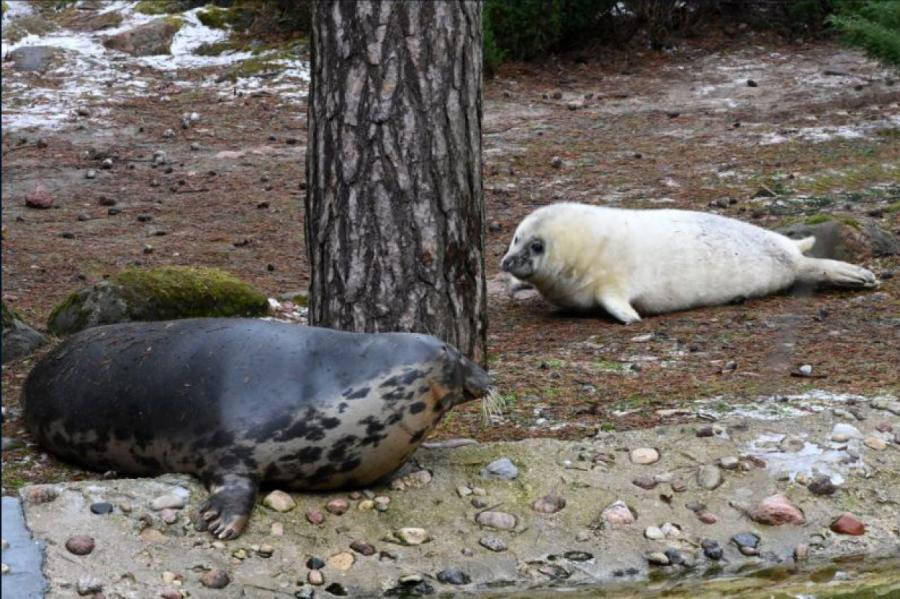 Zoodārza dzīvnieku pulkam pievienojas roņu mazulis