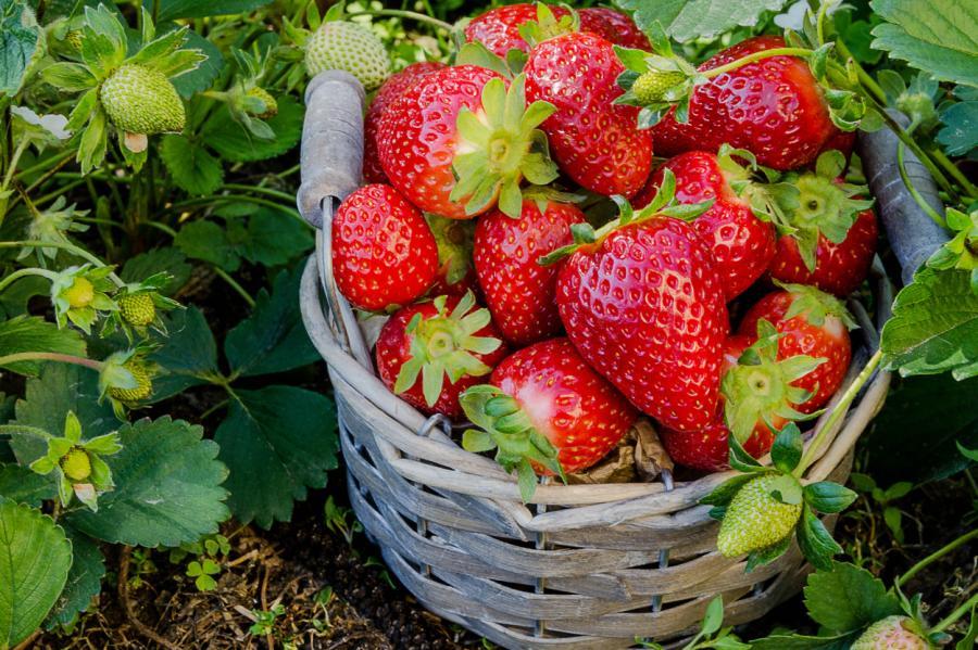 Zemeņu audzētājs: Latvijā palielinās interese pēc frigo zemeņu stādiem