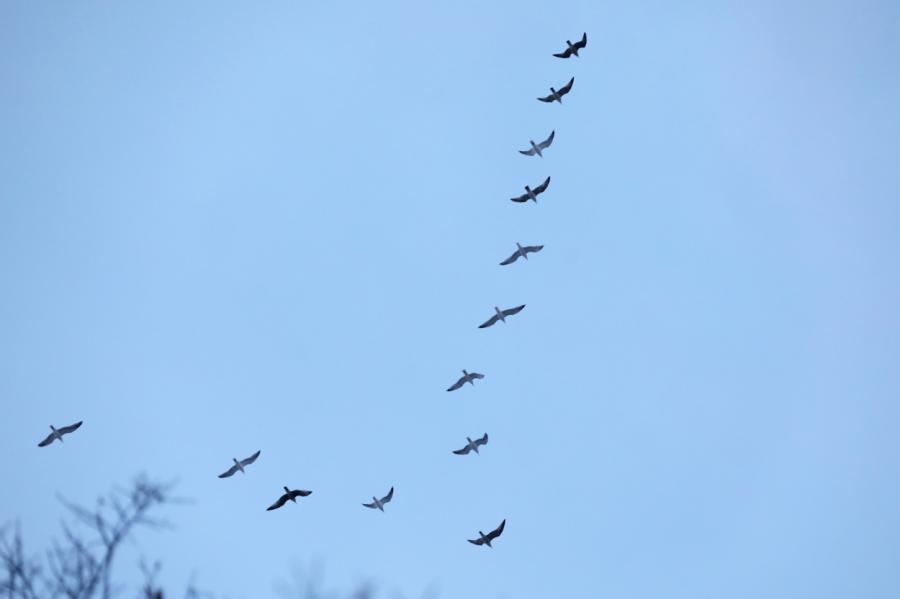 Meteoroloģiskais pavasaris iestājies arī galvaspilsētā