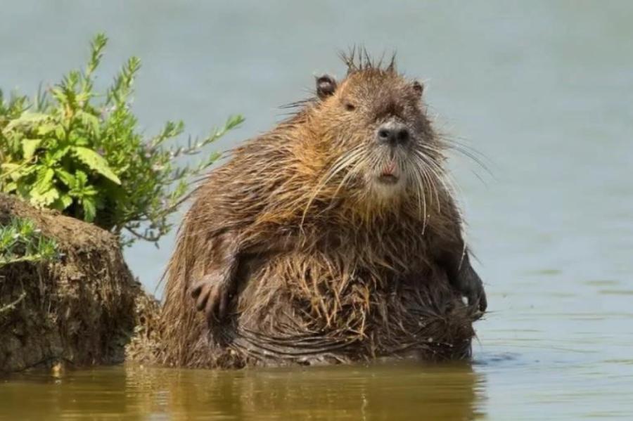 Rīgas bebru nogalināšana ir nepamatota, uzskata zooloģe