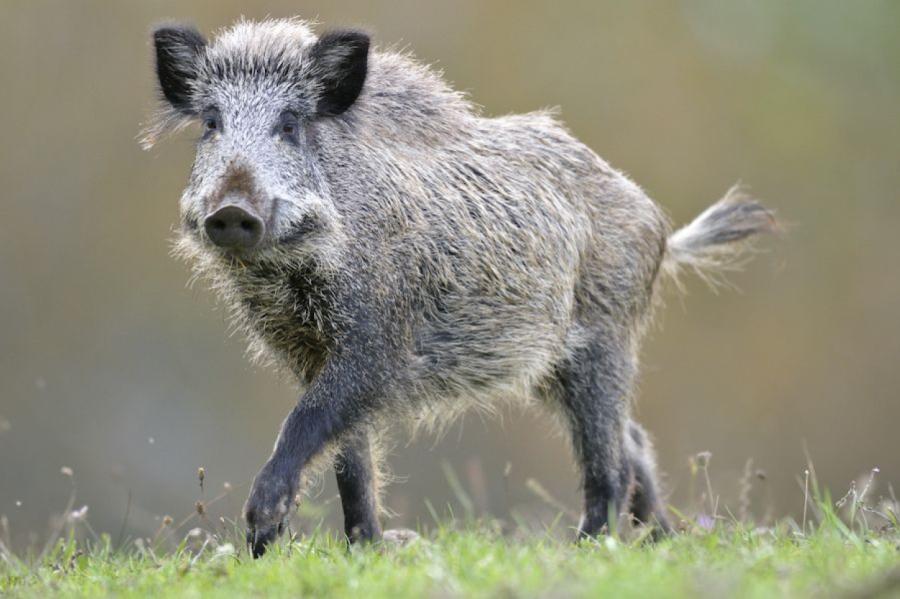 Āfrikas cūku mēris neatkāpjas. Pagājušajā nedēļā konstatēts 18 mežacūkām