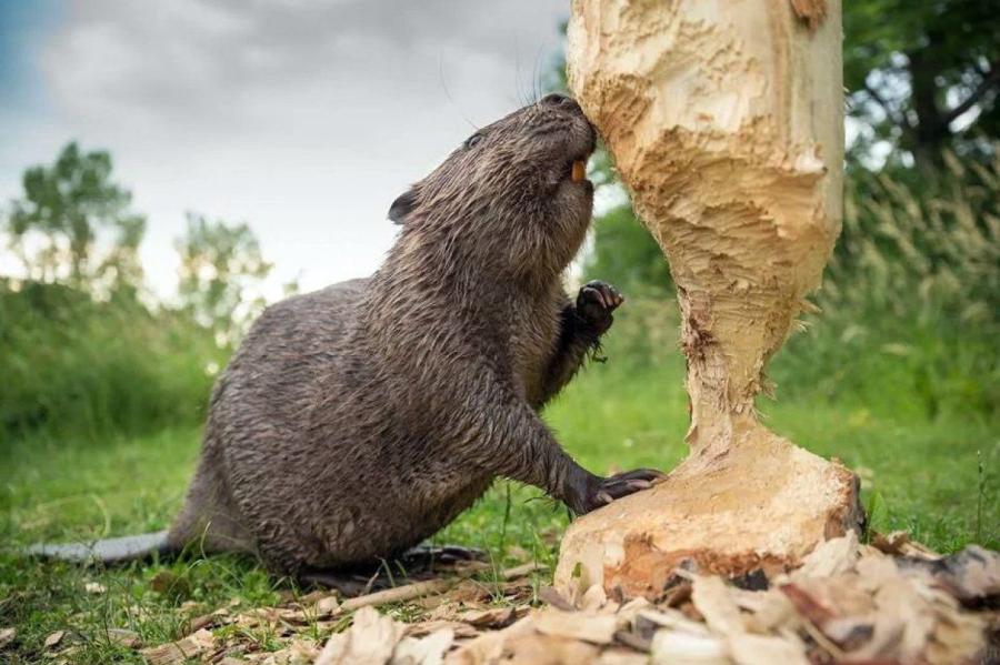 Rīgā tērēs 30 tūkstošus eiro cīņai ar bebriem