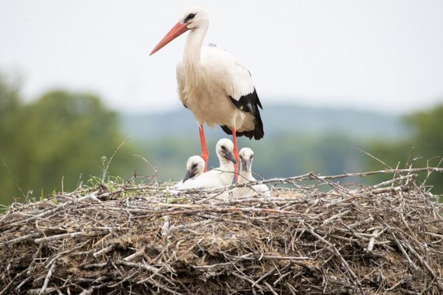 Taurupes apkārtnē novērots šogad pirmais baltais stārķis