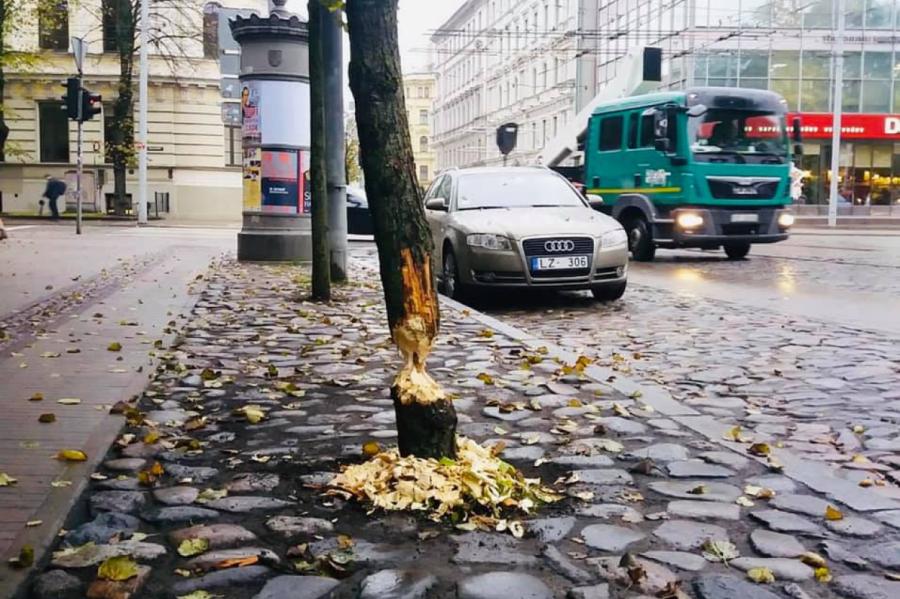 Vāc parakstus par Rīgas domes plānu nogalināt galvaspilsētas bebrus