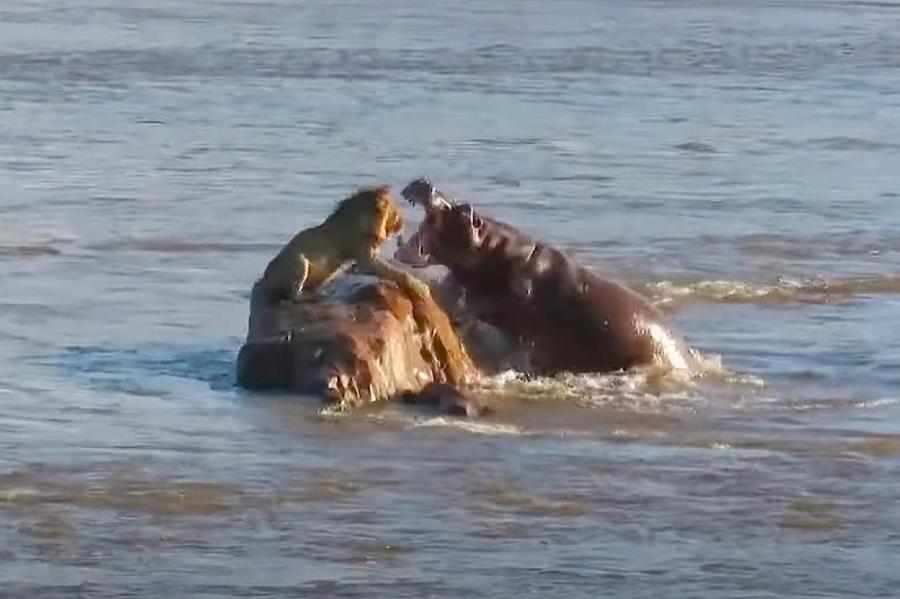 Katru dienu ko tādu neredzēsi - bars nīlzirgu uzbrūk lauvai upes vidū (+VIDEO)