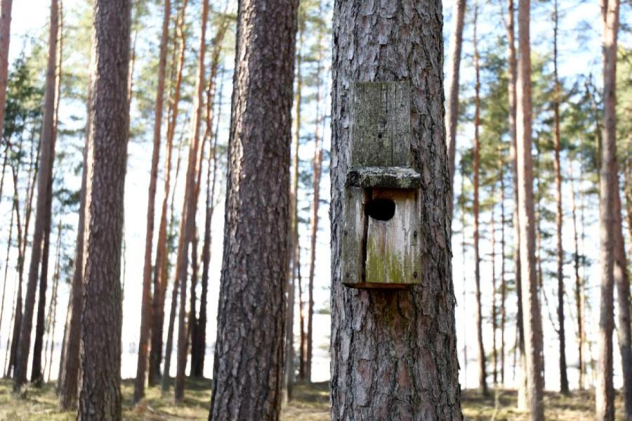 Dārziņu apkaimē notiks ceturtā Rīgas mežu pavasara putnu būrīšu talka