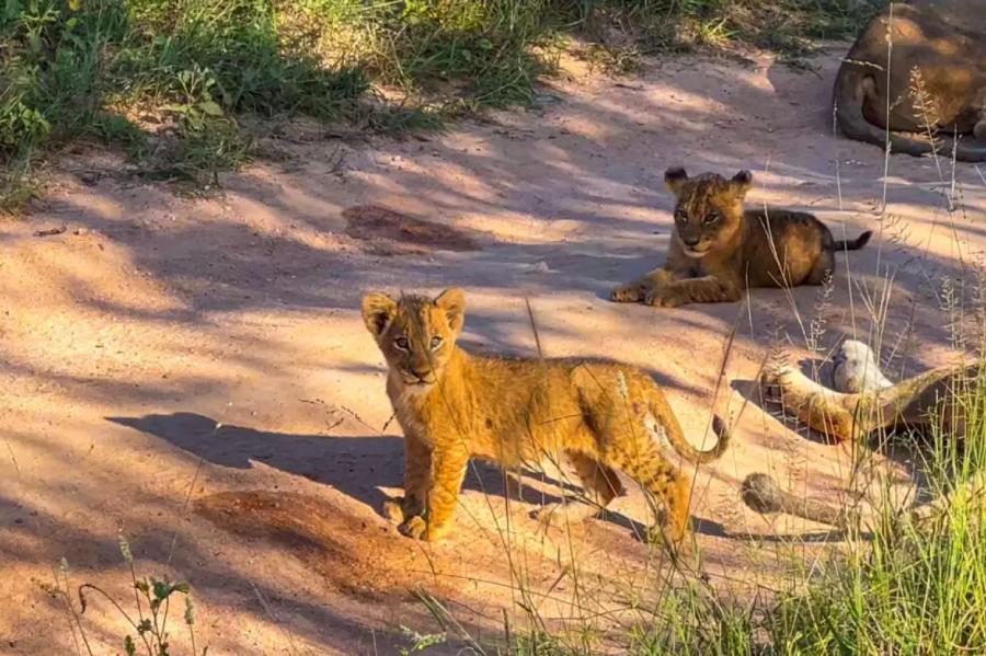 Mammas spēks! Lauvene dodas pretī straumei, lai glābtu mazuli (+VIDEO)