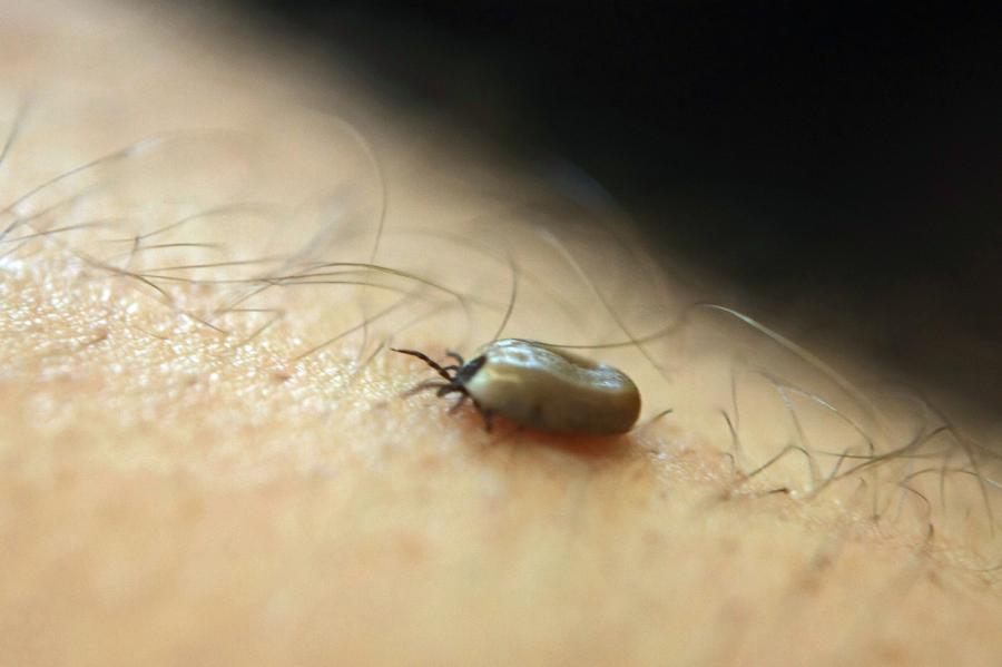 Svarīgi! Ērces pamodušās - izlasi speciālistu ieteikumus