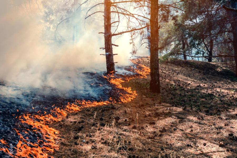 Trešdien ugunsgrēkos izpostīti 8,81ha mežu