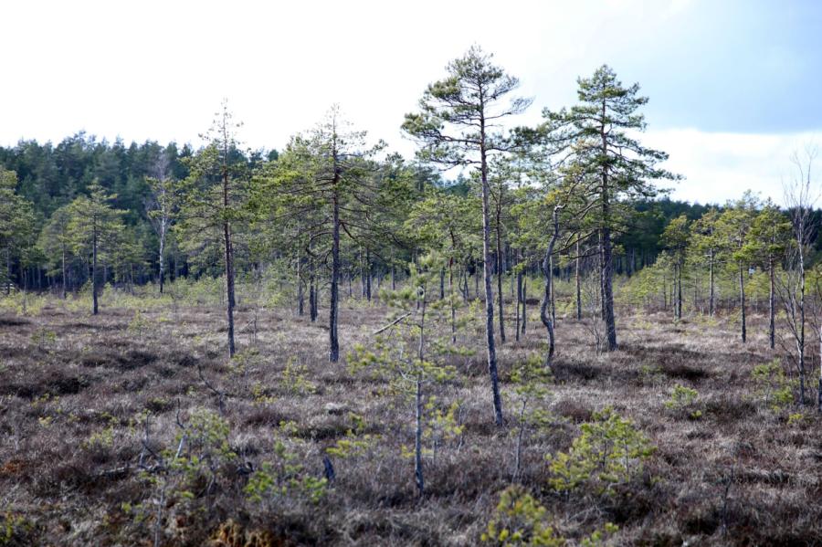 Aizkraukles novadā izglābj cilvēku, kurš bija apmaldījies purvā