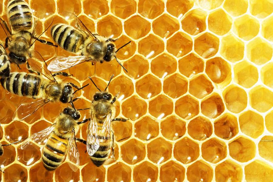 Pasaules bišu dienā - interesantākie fakti par bitēm un medu