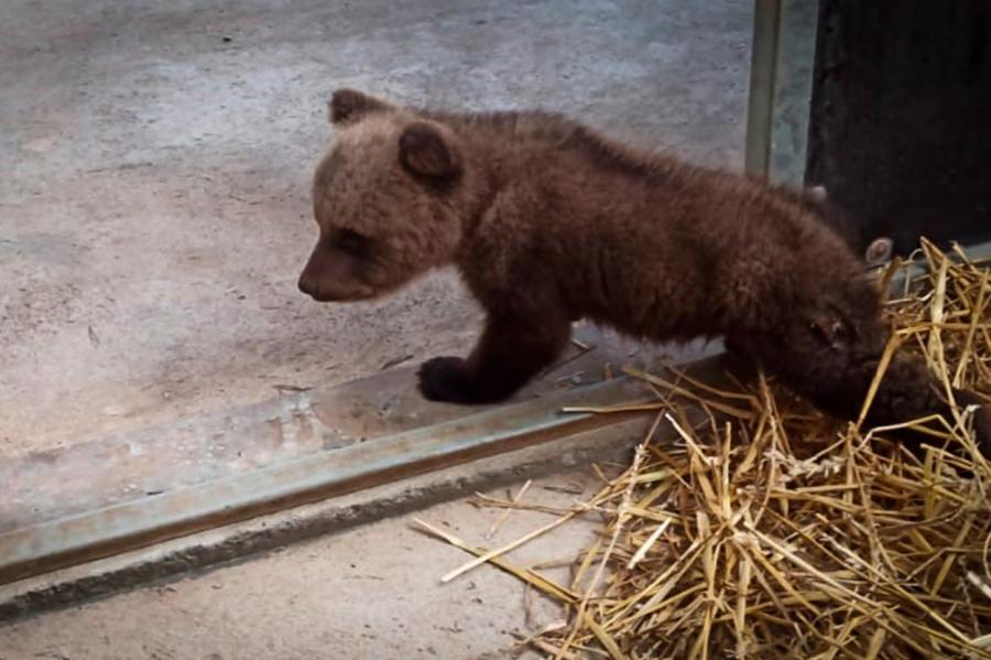 Bez mammas palikusī lācenīte nepaliks Latvijā - kur dosies?