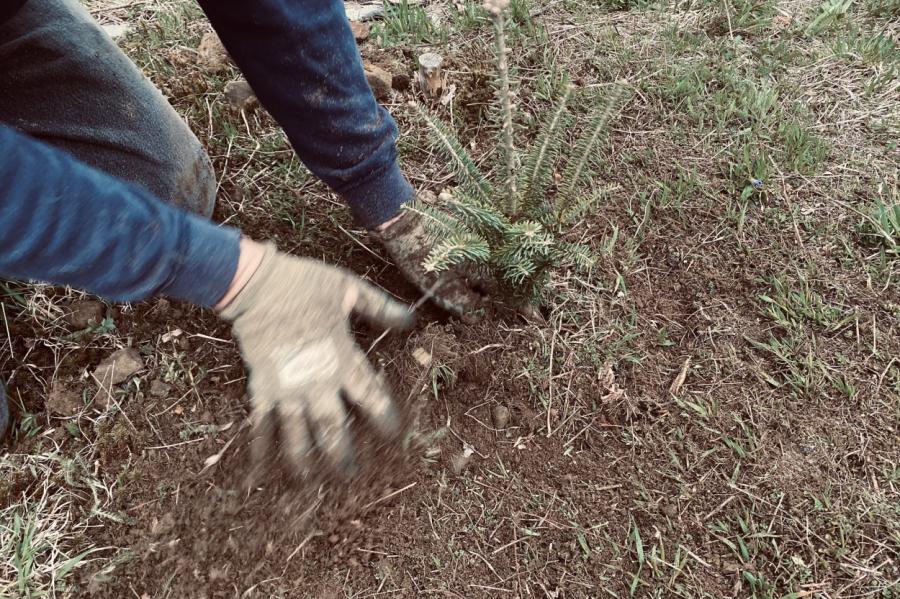 Sausums turpina posta darbus - iznīkuši arī mežu stādījumi