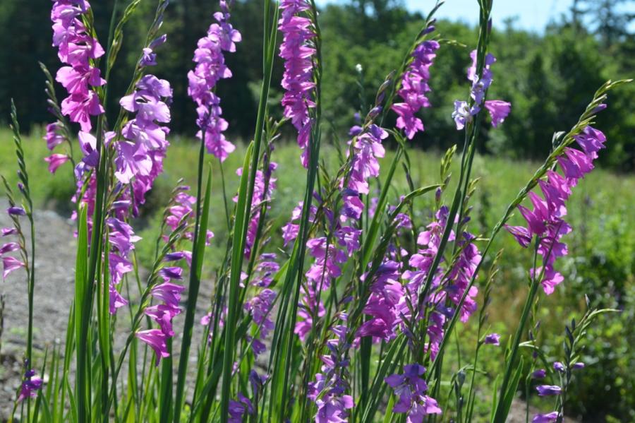 Eglones pļavā atjaunojušās retas savvaļas gladiolas