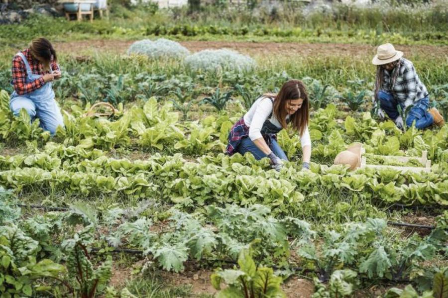 ES piešķirs 330 miljonu eiro atbalstu lauksaimniekiem - cik pienāksies Latvijai?