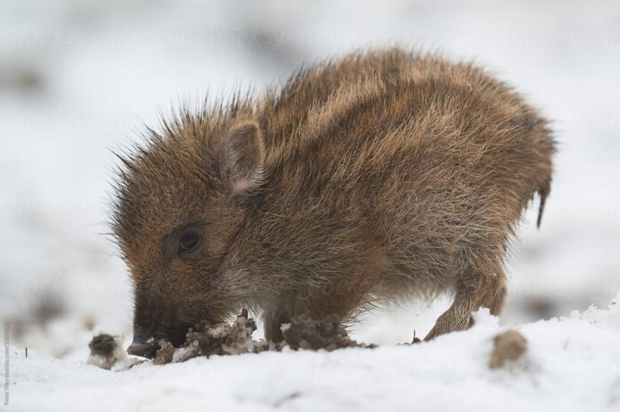 Bior pārstāvji atklājuši, kurus novadus vissmagāk skāris ĀCM